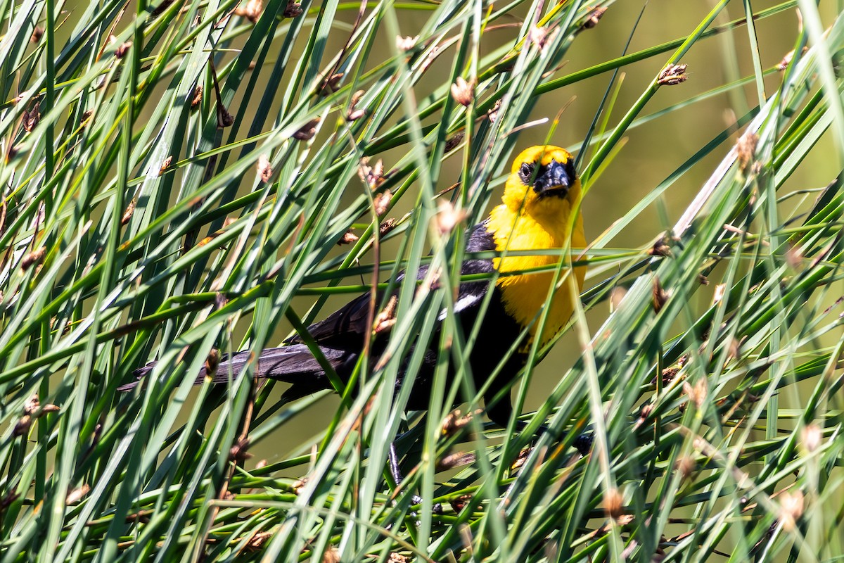 Yellow-headed Blackbird - ML638632105