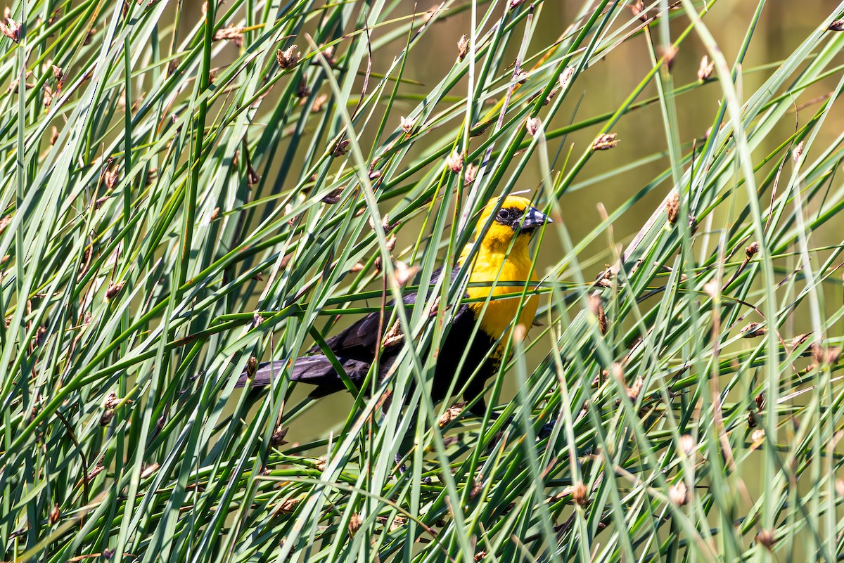 Yellow-headed Blackbird - ML638632112