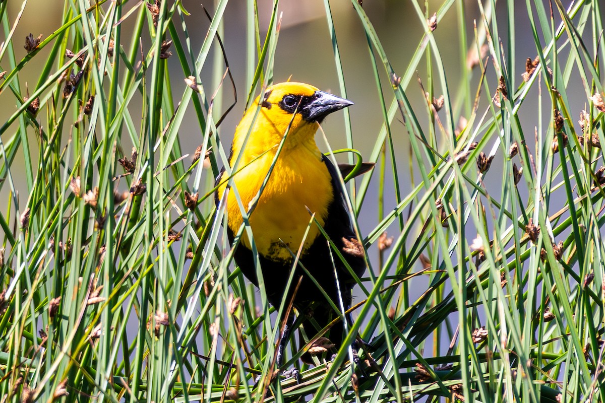 Yellow-headed Blackbird - ML638632114