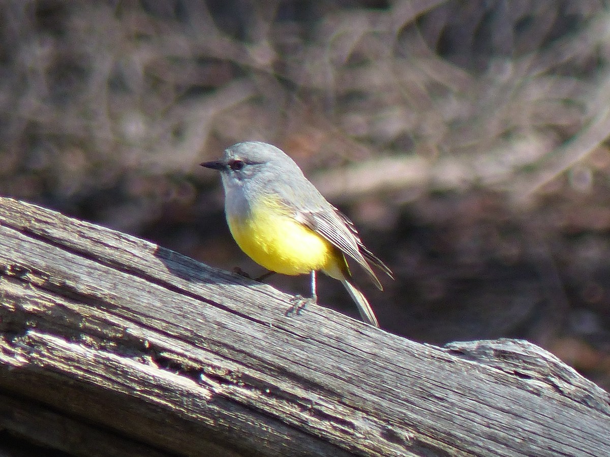 Western Yellow Robin - ML638632128