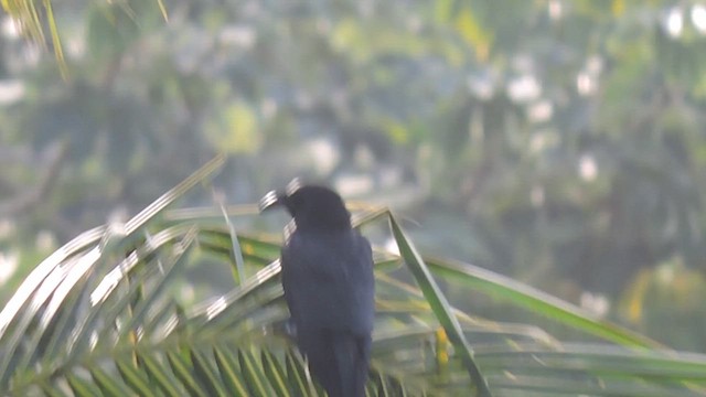 White-necked Crow - ML638632156