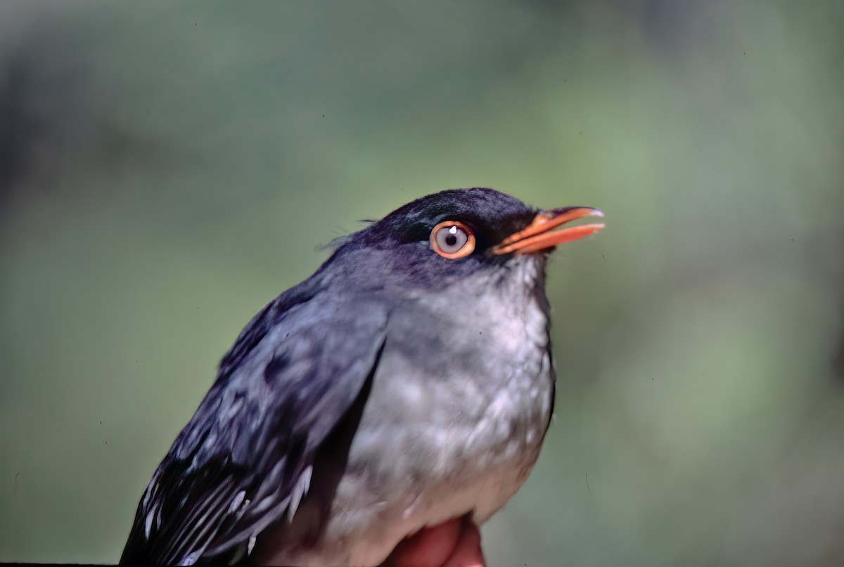 Slaty-backed Nightingale-Thrush - ML638632214