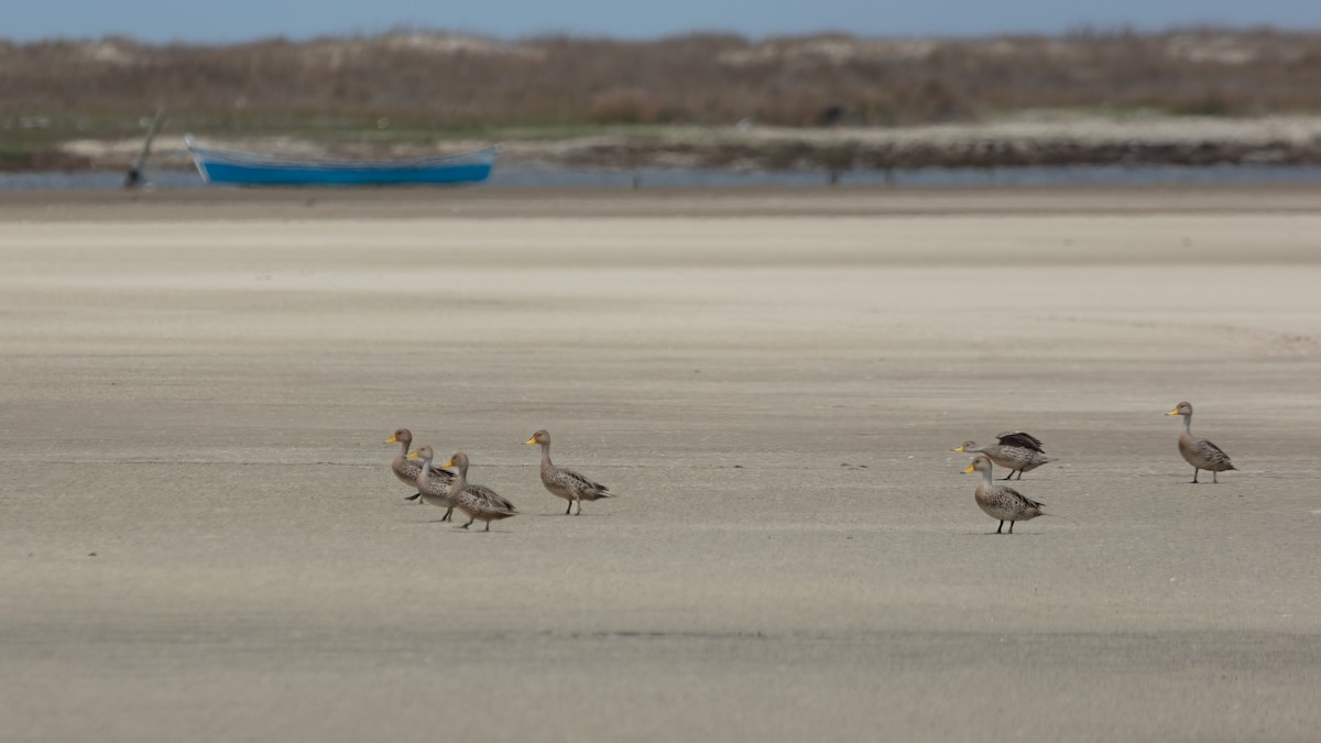Yellow-billed Pintail - ML638632246