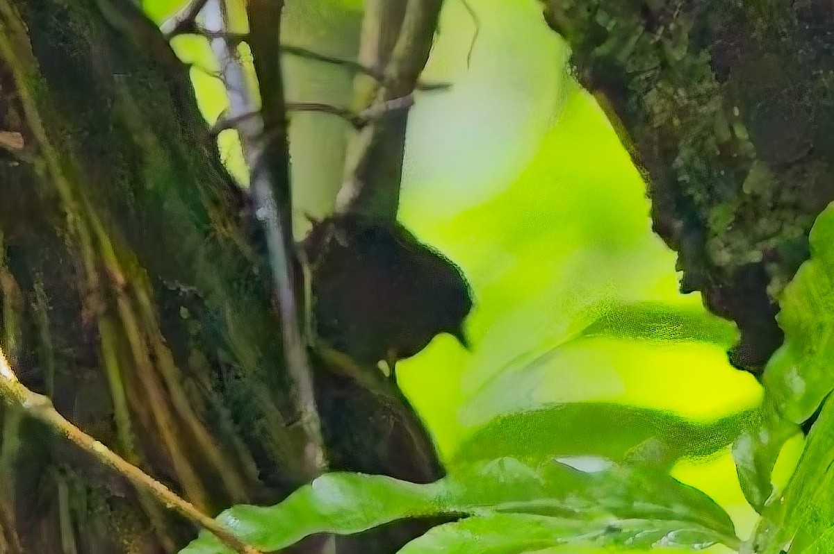 Santa Marta Tapaculo - ML638632252
