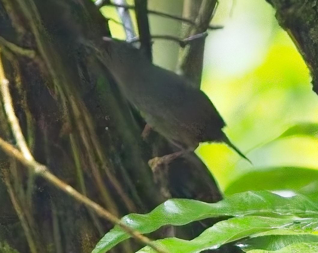 Santa Marta Tapaculo - ML638632253