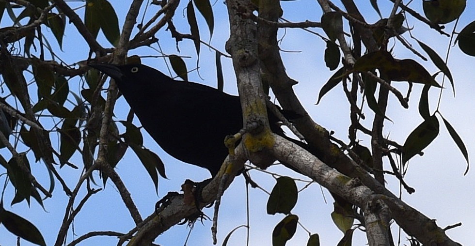 Common Grackle - ML638632283