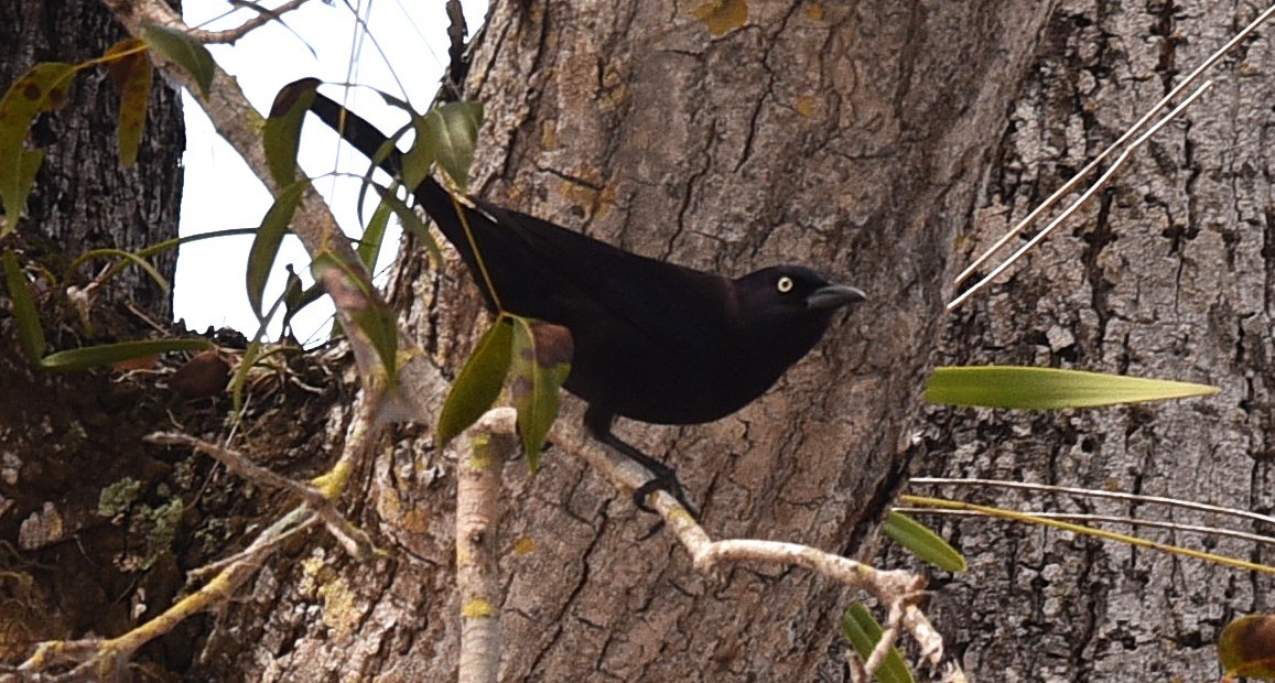 Common Grackle - ML638632284