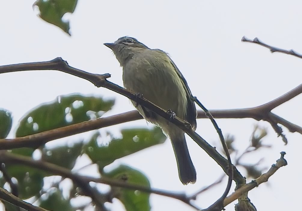 Spectacled Tyrannulet - ML638632289