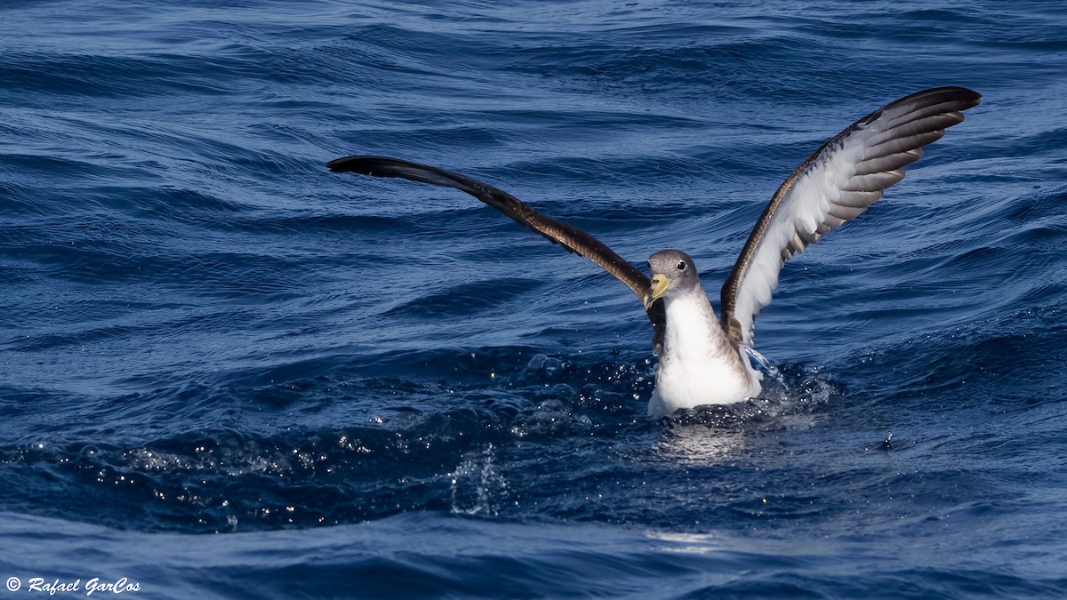 Scopoli's Shearwater - ML638632291