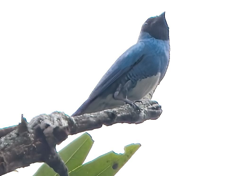 Swallow Tanager - ML638632336