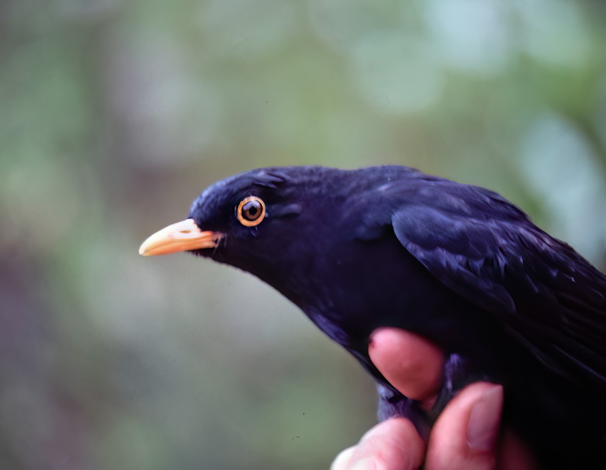 Glossy-black Thrush - ML638632338