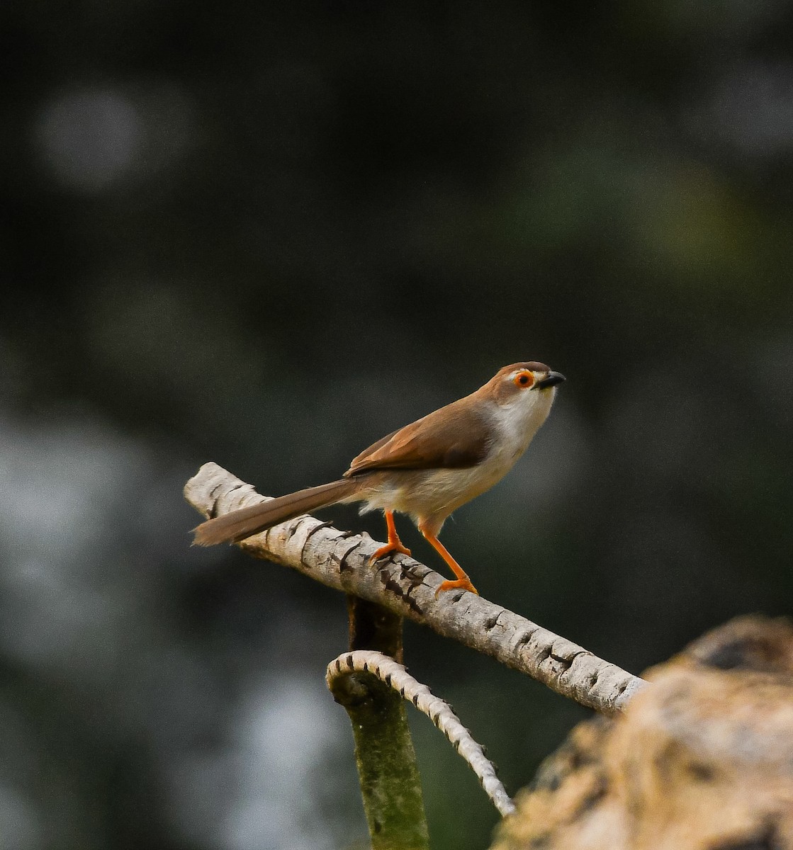 Yellow-eyed Babbler - ML638632400