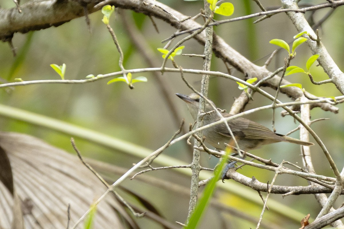 Yucatan Vireo - ML638632539