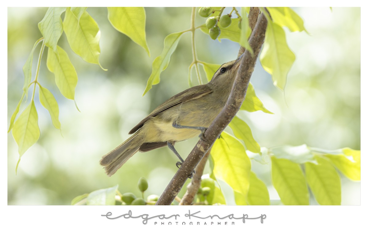 Yucatan Vireo - ML638632540