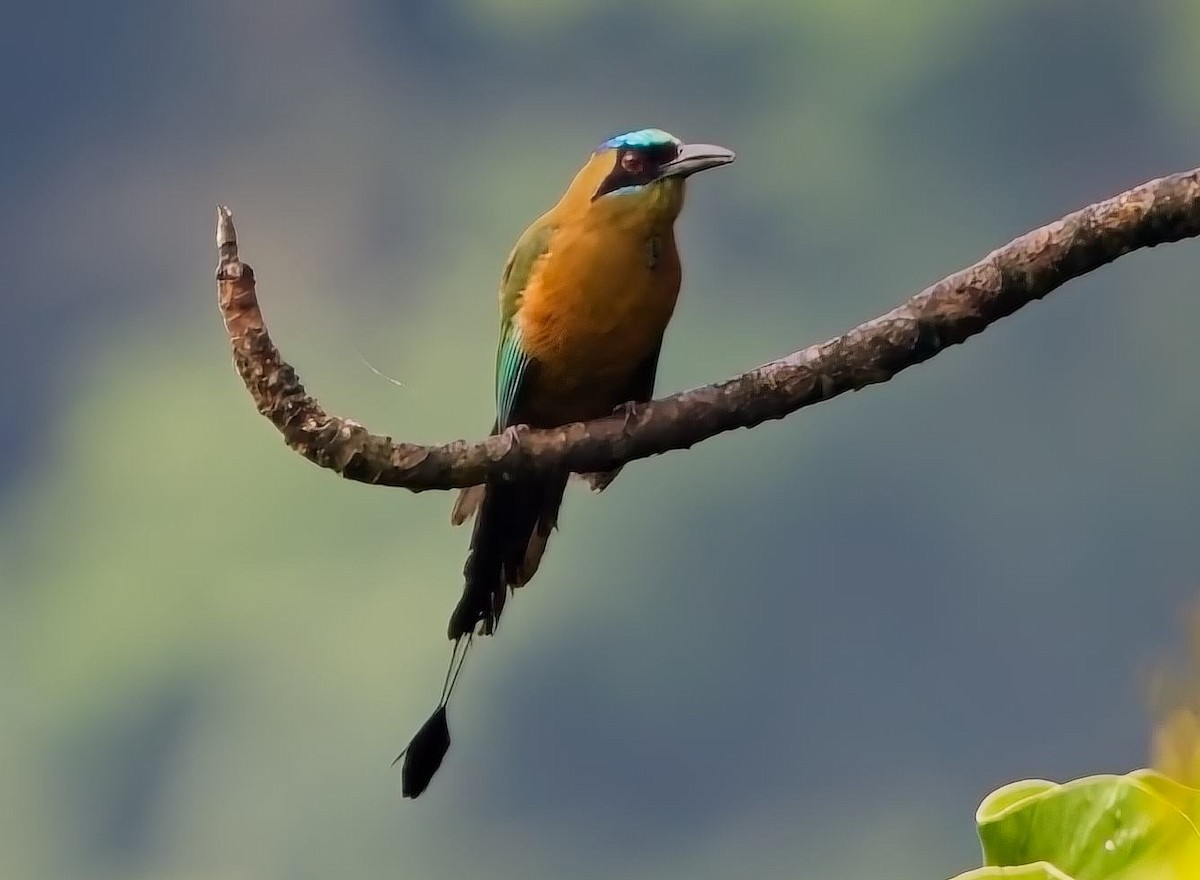 Whooping Motmot - ML638632547