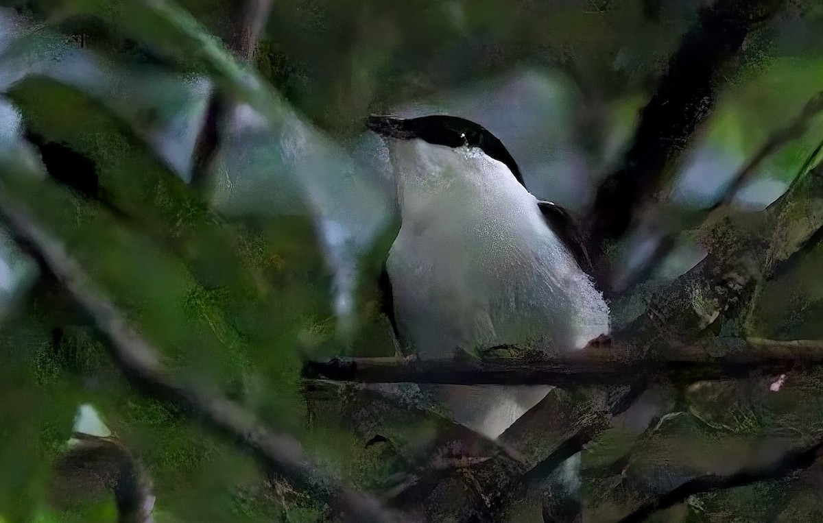 White-bearded Manakin - ML638632551
