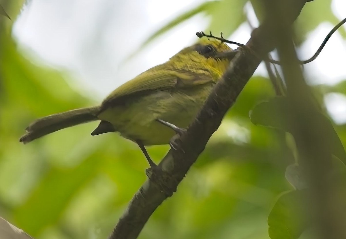 Ochre-lored Flatbill - ML638632564