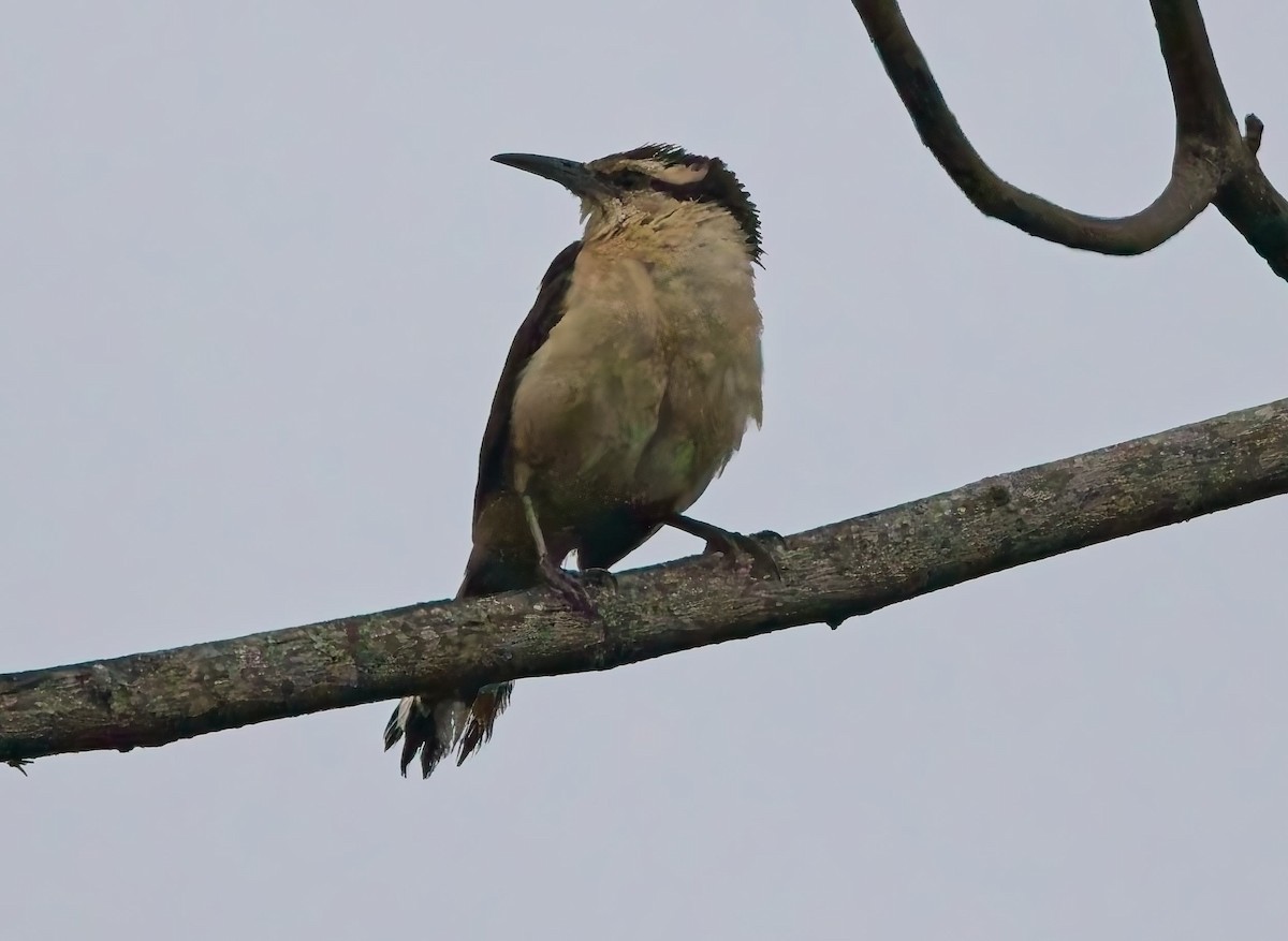 Bicolored Wren - ML638632582