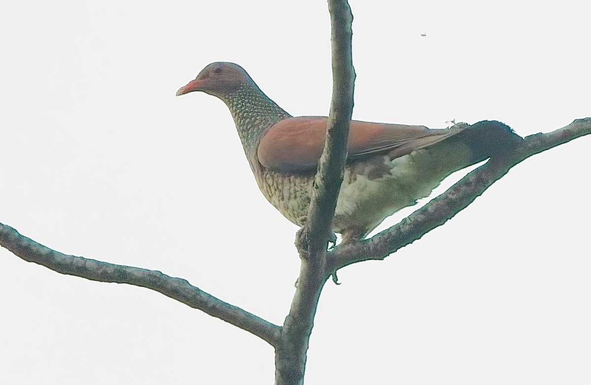 holub šupinkový - ML638632599