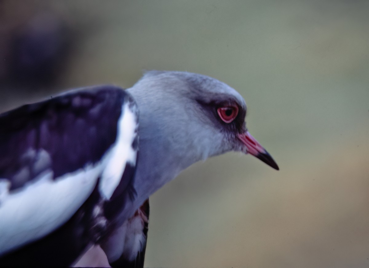 Andean Lapwing - ML638632600