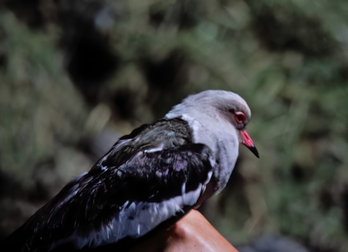 Andean Lapwing - ML638632603
