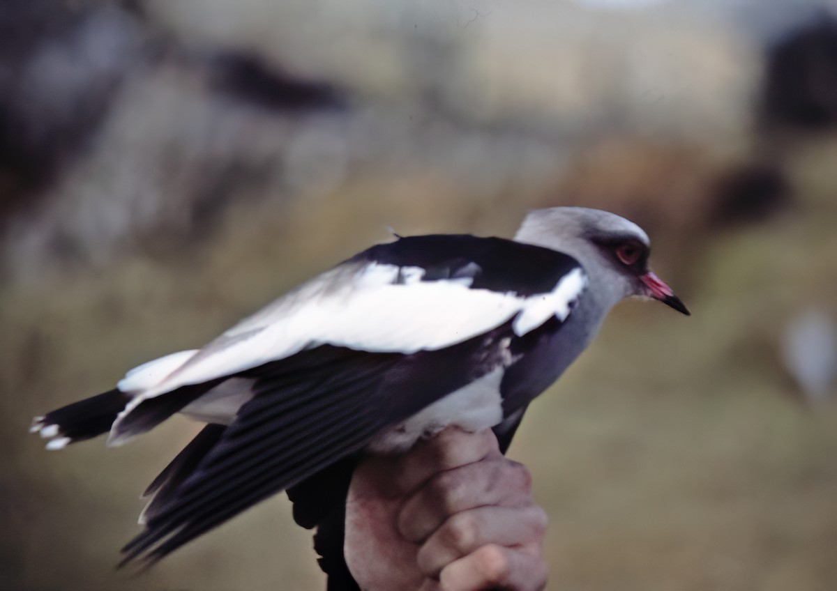 Andean Lapwing - ML638632604
