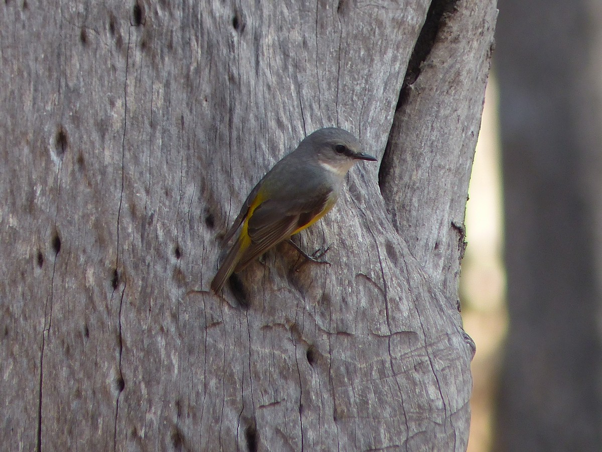Western Yellow Robin - ML638632607