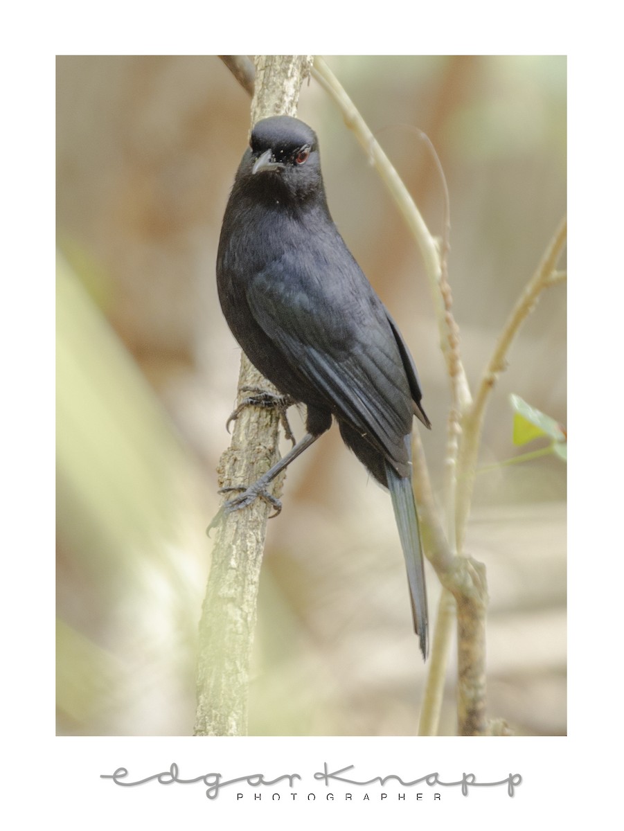 Black Catbird - ML638632612