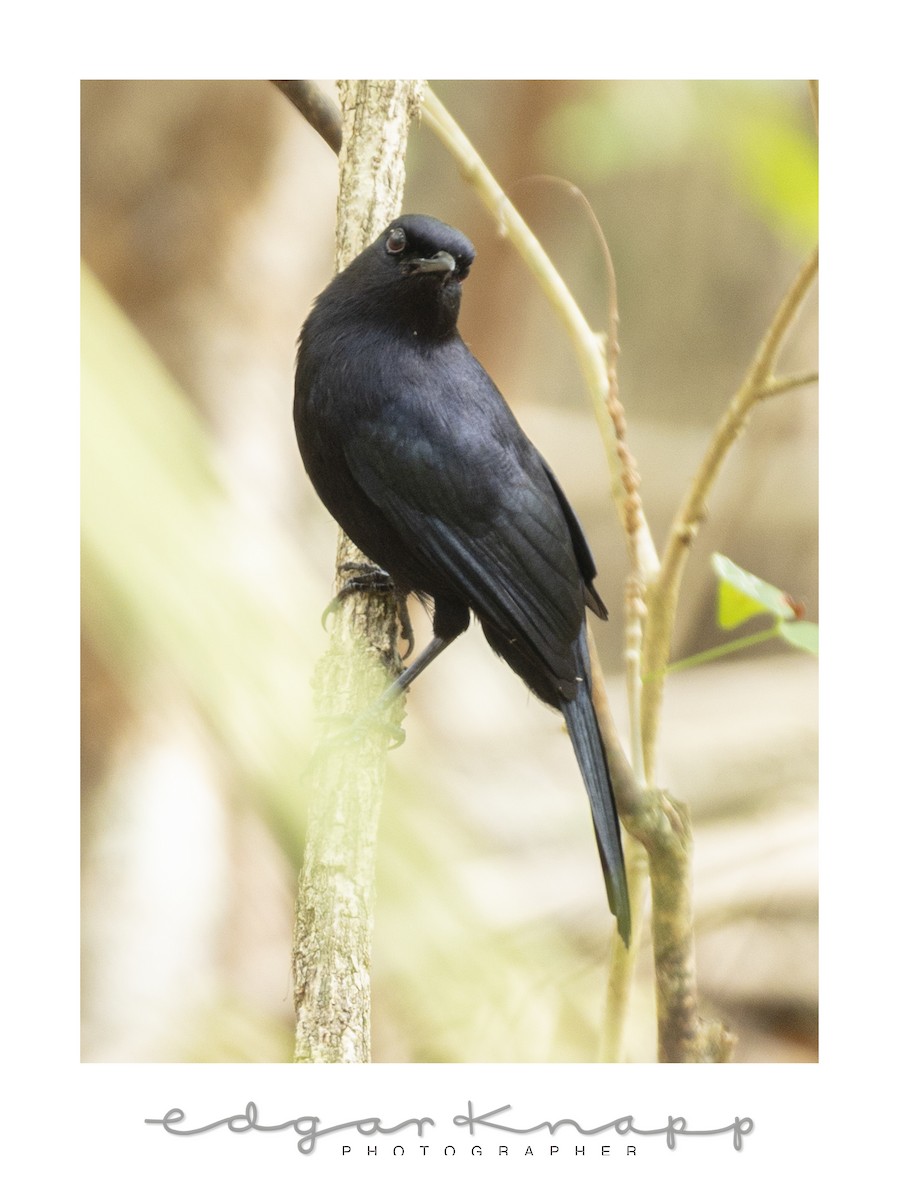 Black Catbird - ML638632613