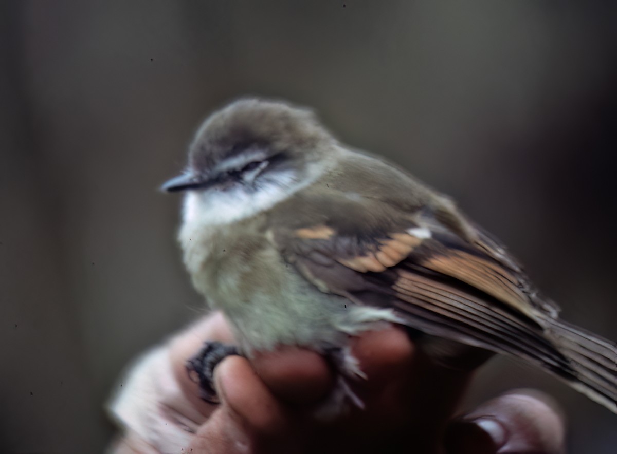 White-throated Tyrannulet - ML638632647
