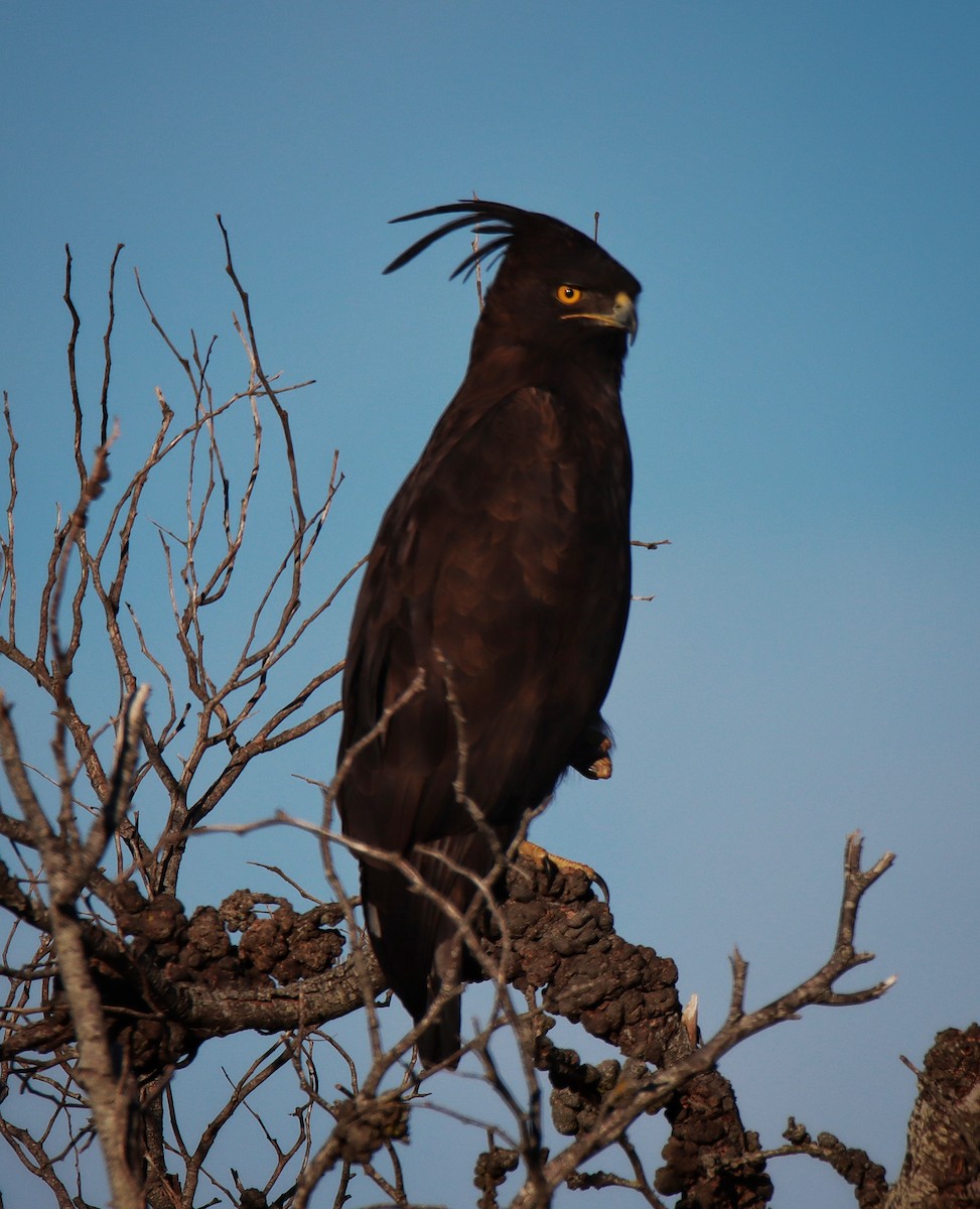 Long-crested Eagle - ML638632662