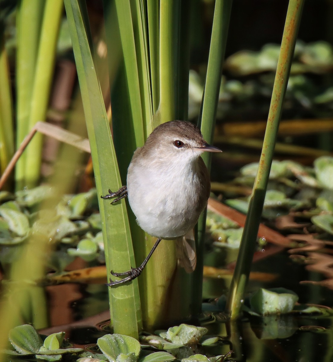 Lesser Swamp Warbler - ML638632665