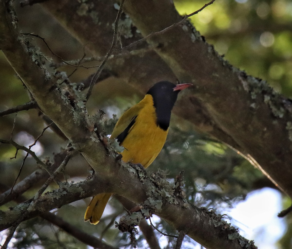 African Black-headed Oriole - ML638632687