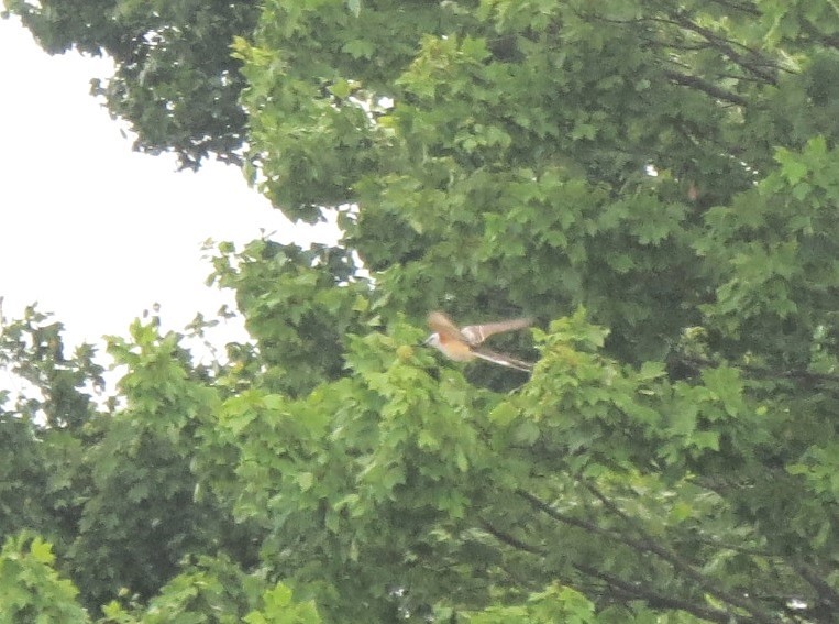 Scissor-tailed Flycatcher - ML638632689