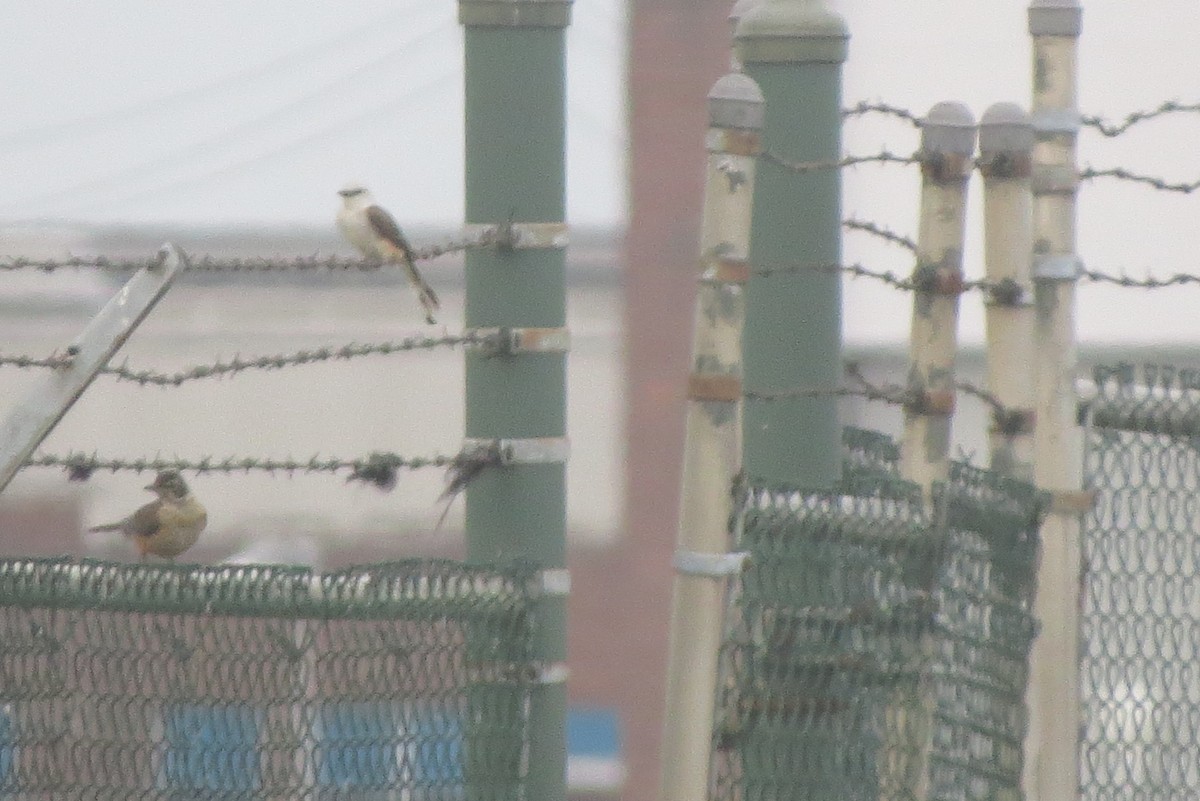 Scissor-tailed Flycatcher - ML638632690