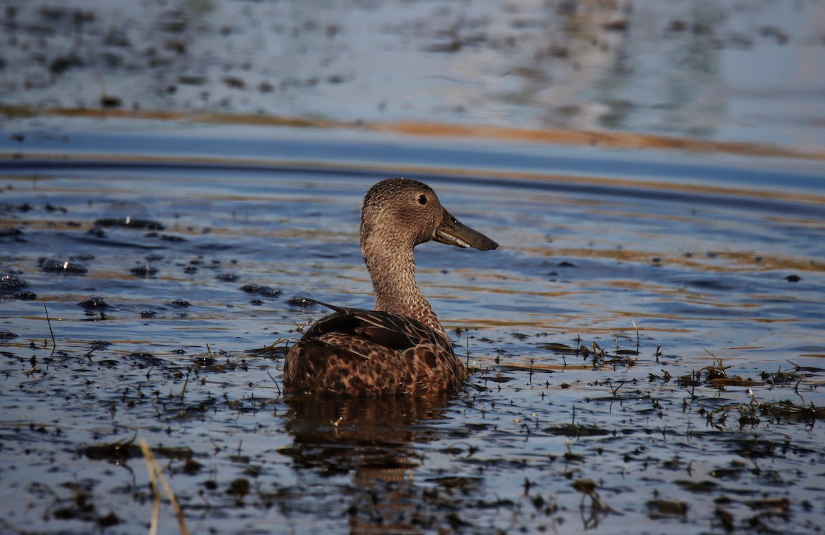 Cape Shoveler - ML638632713