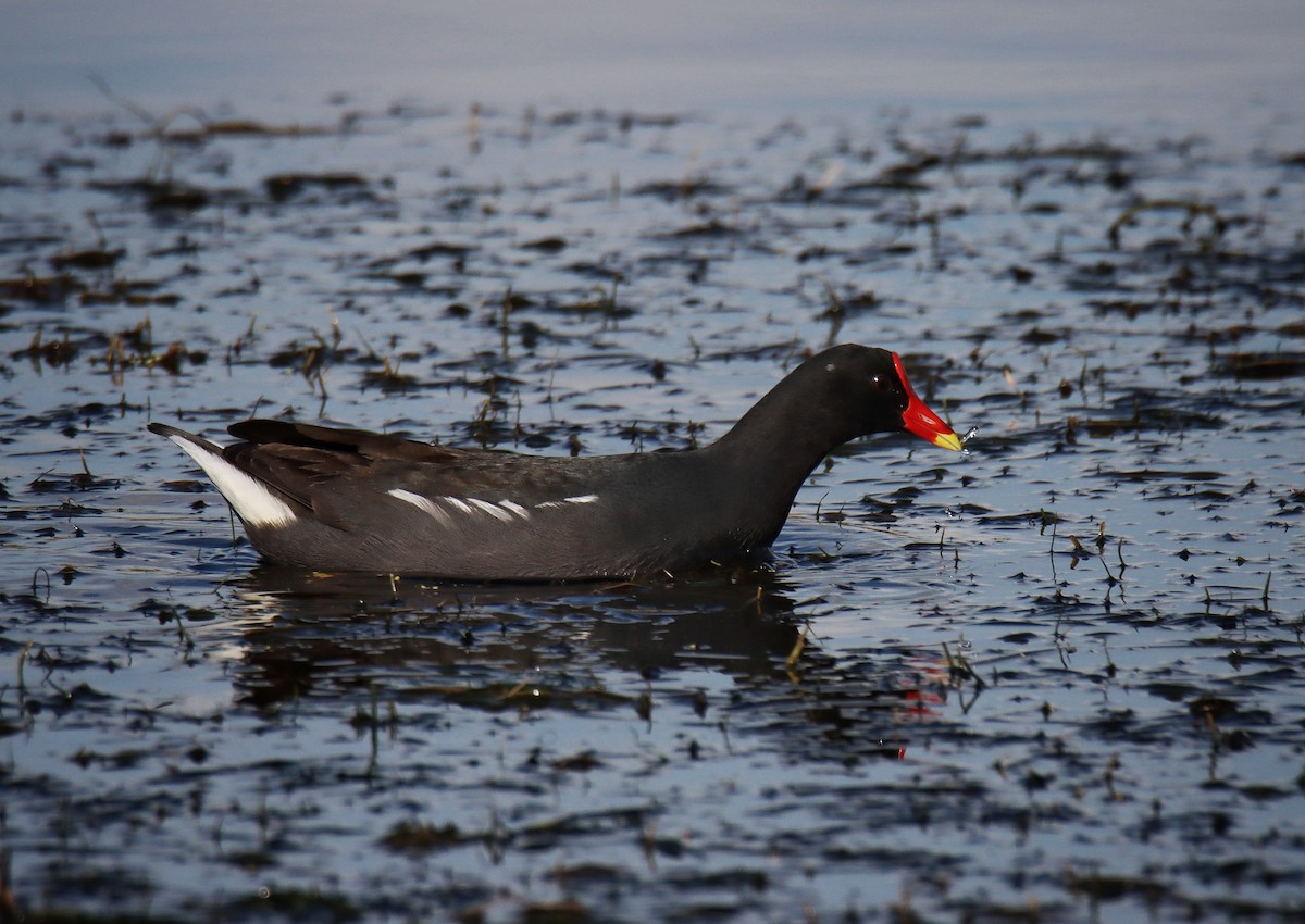 Хажилгат түнжүүр - ML638632742