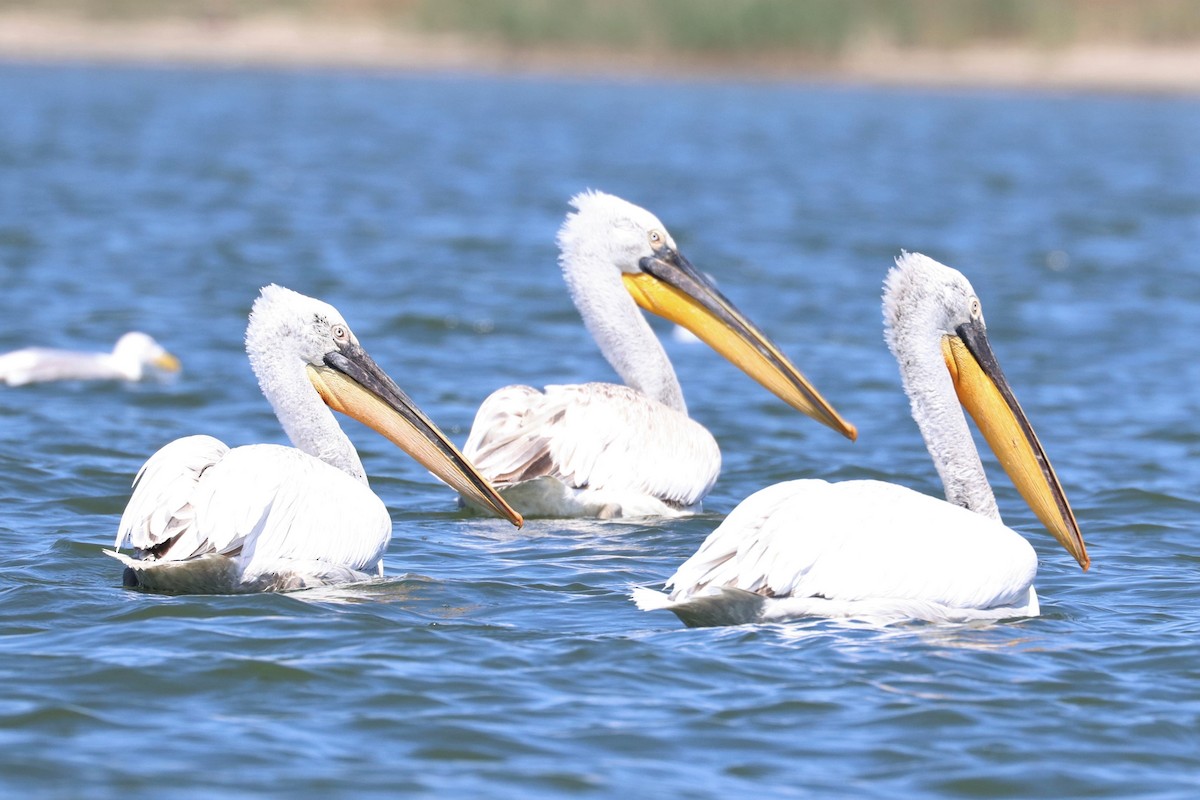 Dalmatian Pelican - ML638632785