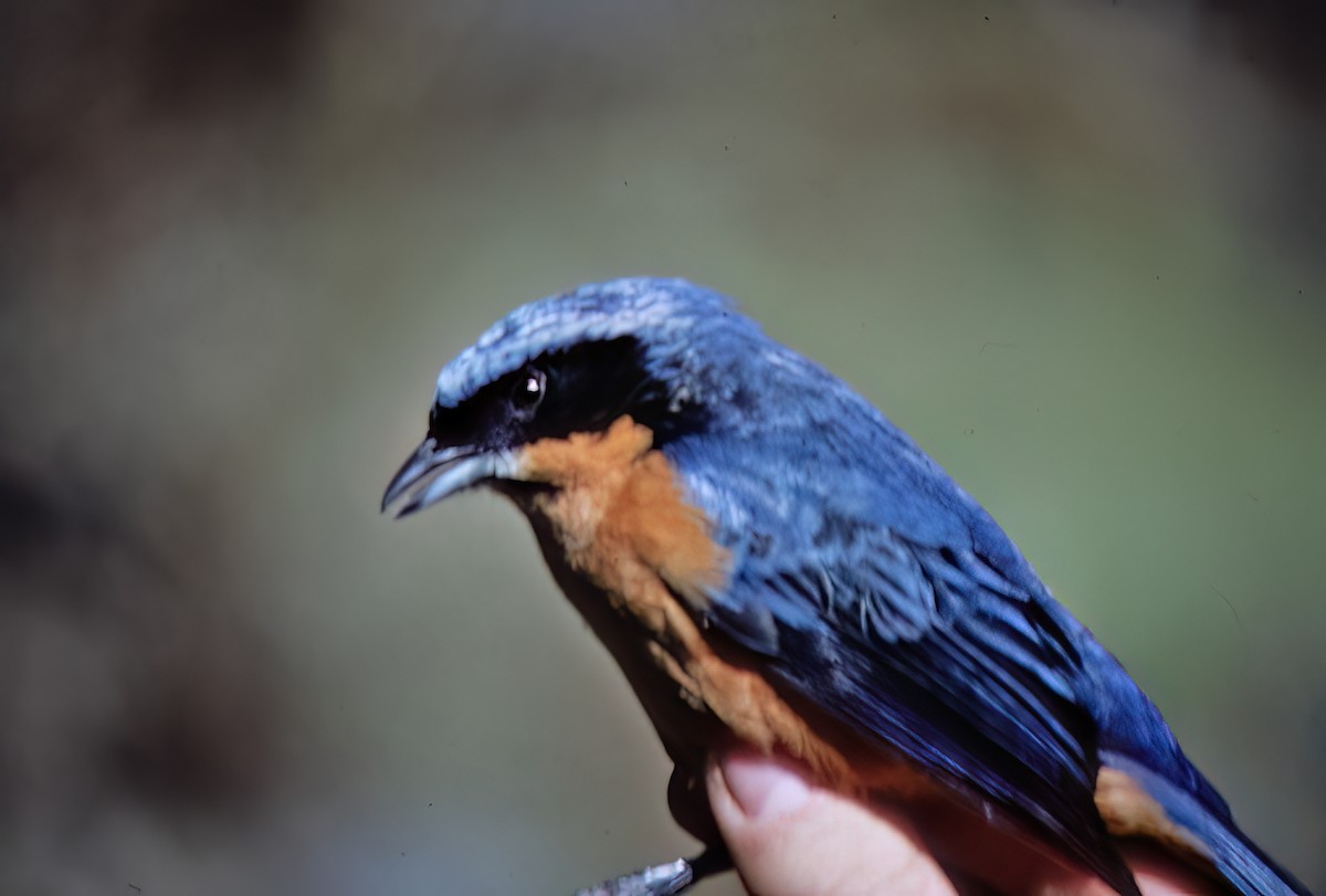 Chestnut-bellied Mountain Tanager - ML638632794