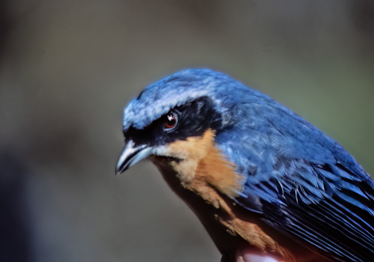 Chestnut-bellied Mountain Tanager - ML638632796