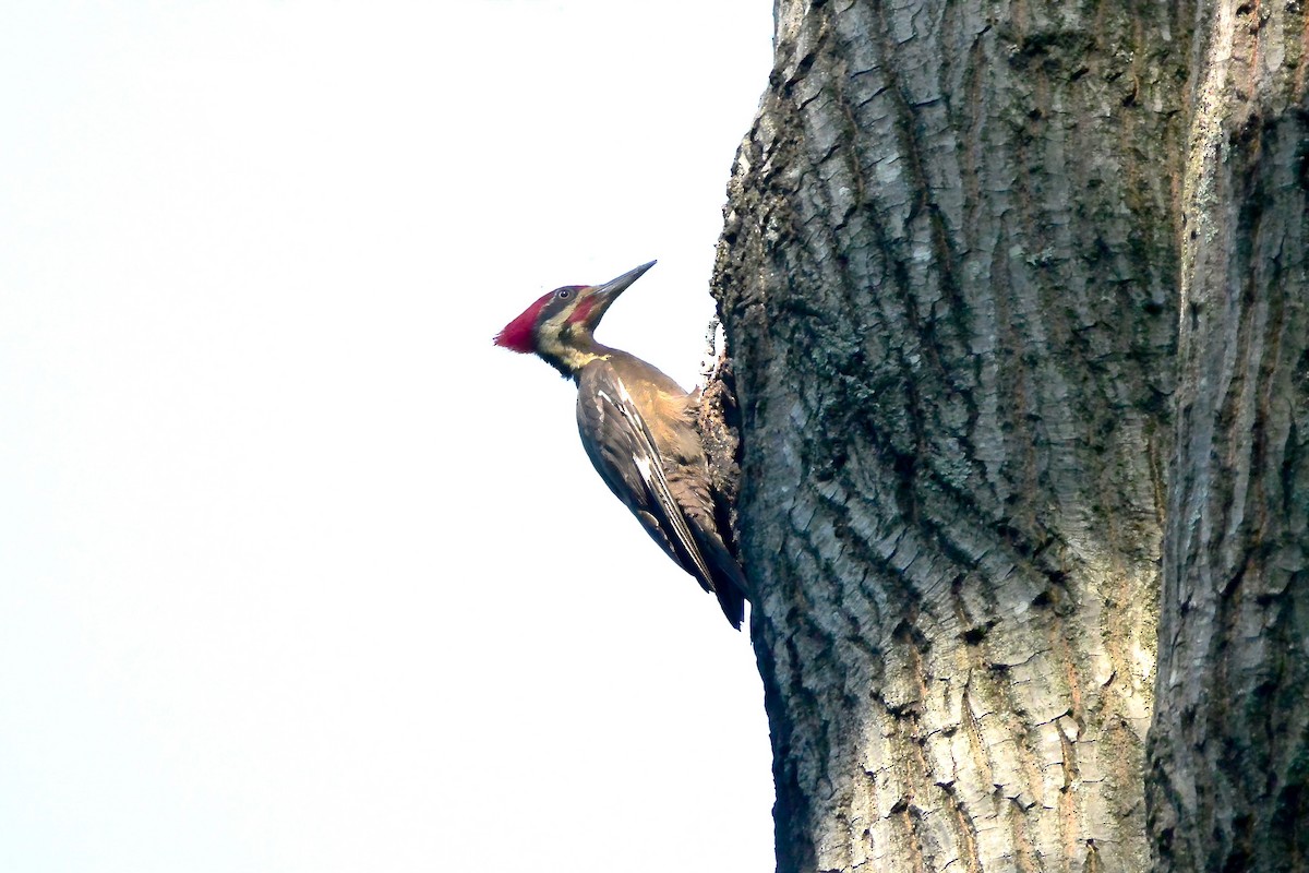 Pileated Woodpecker - ML638632800