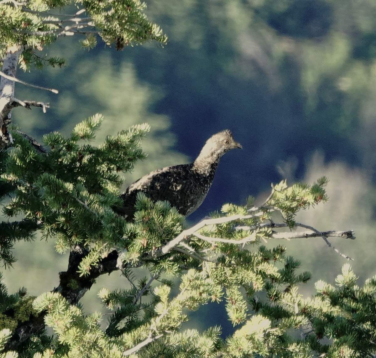 Dusky Grouse - ML638632822
