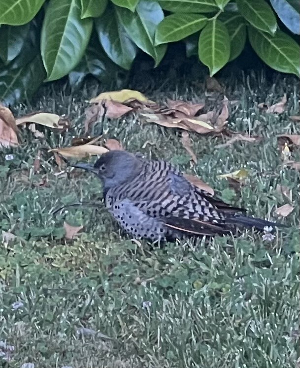 Northern Flicker - ML638632915