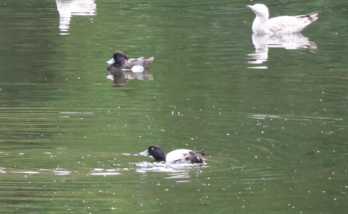 Гэзэгт шумбуур - ML638632953