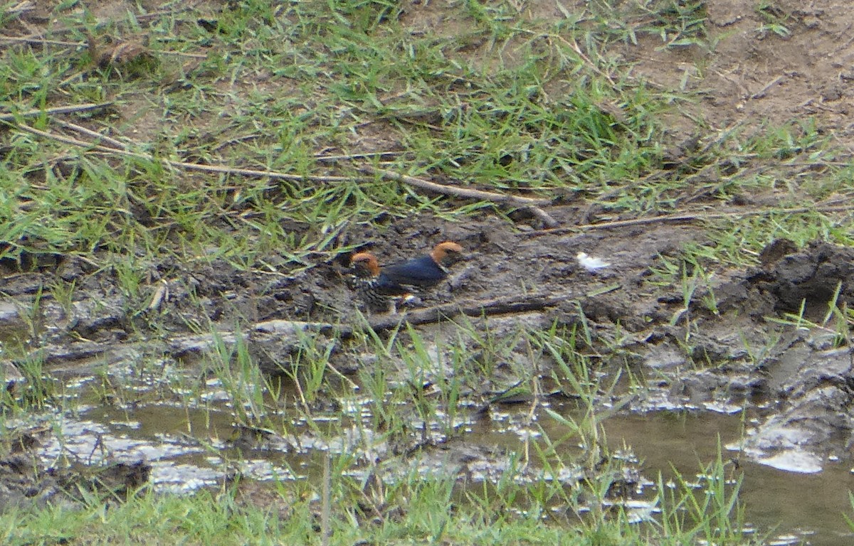 Lesser Striped Swallow - ML638632962