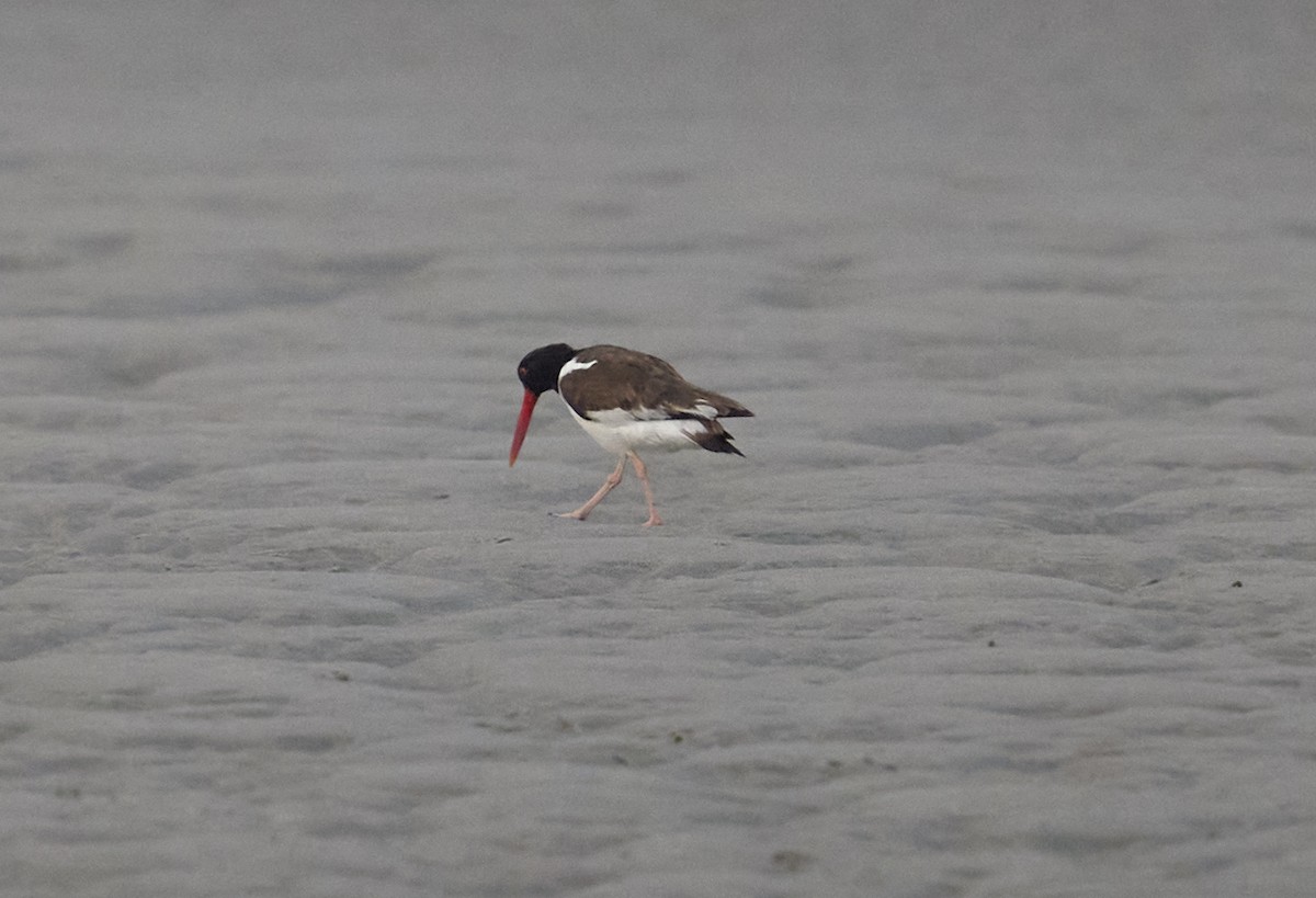 American Oystercatcher - ML638632963