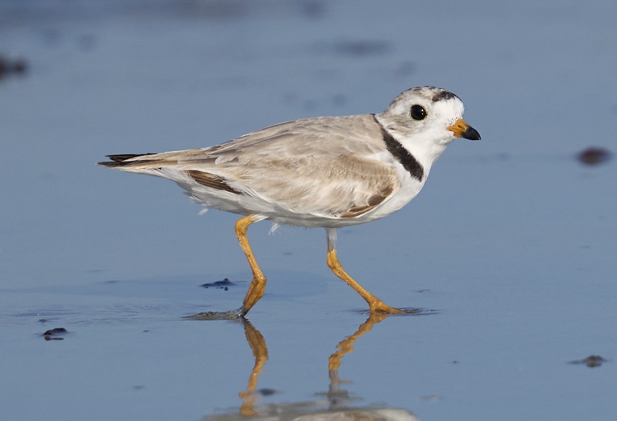 Piping Plover - ML638632965