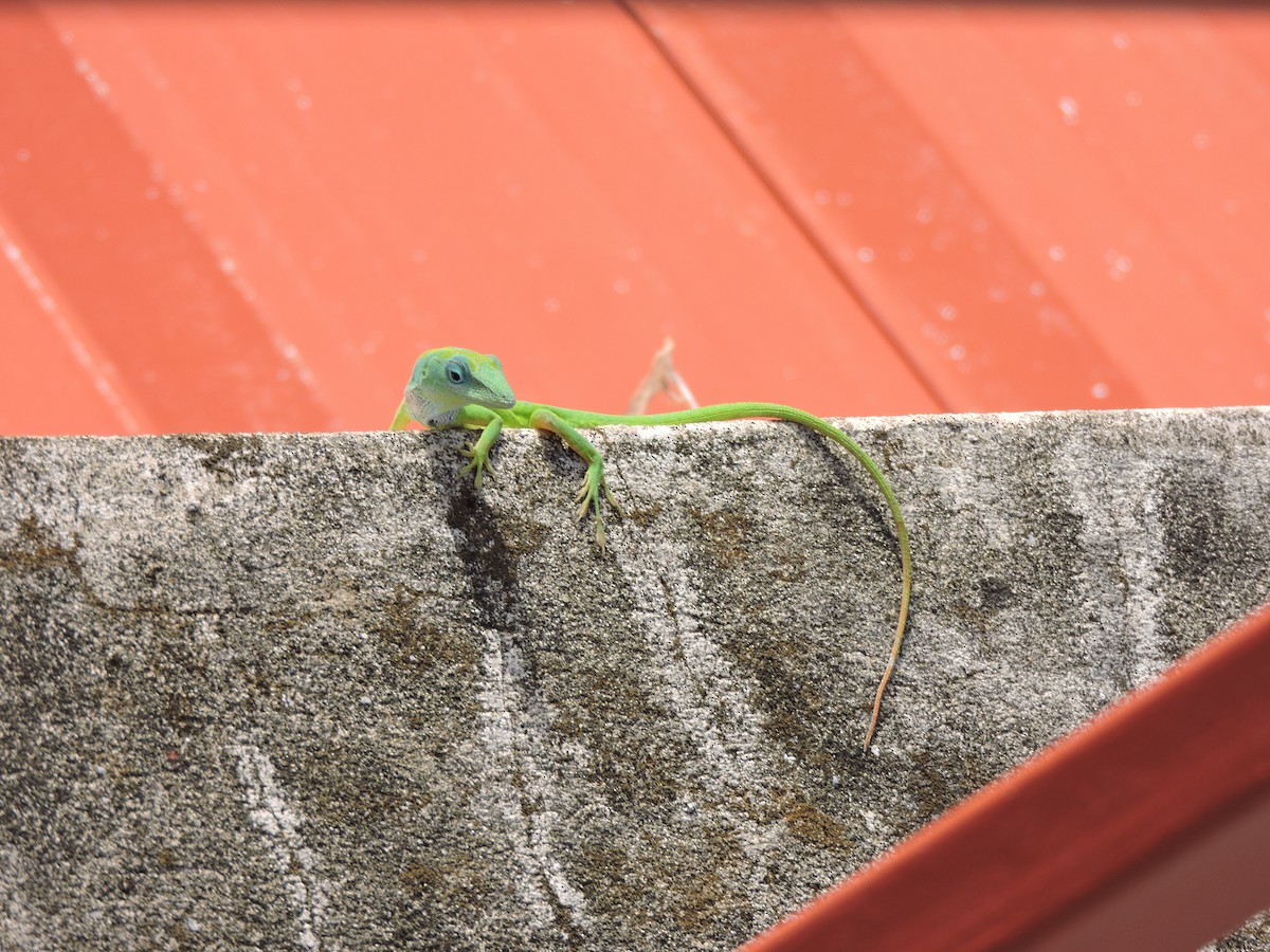 East Dominican Green Anole - ML638632998