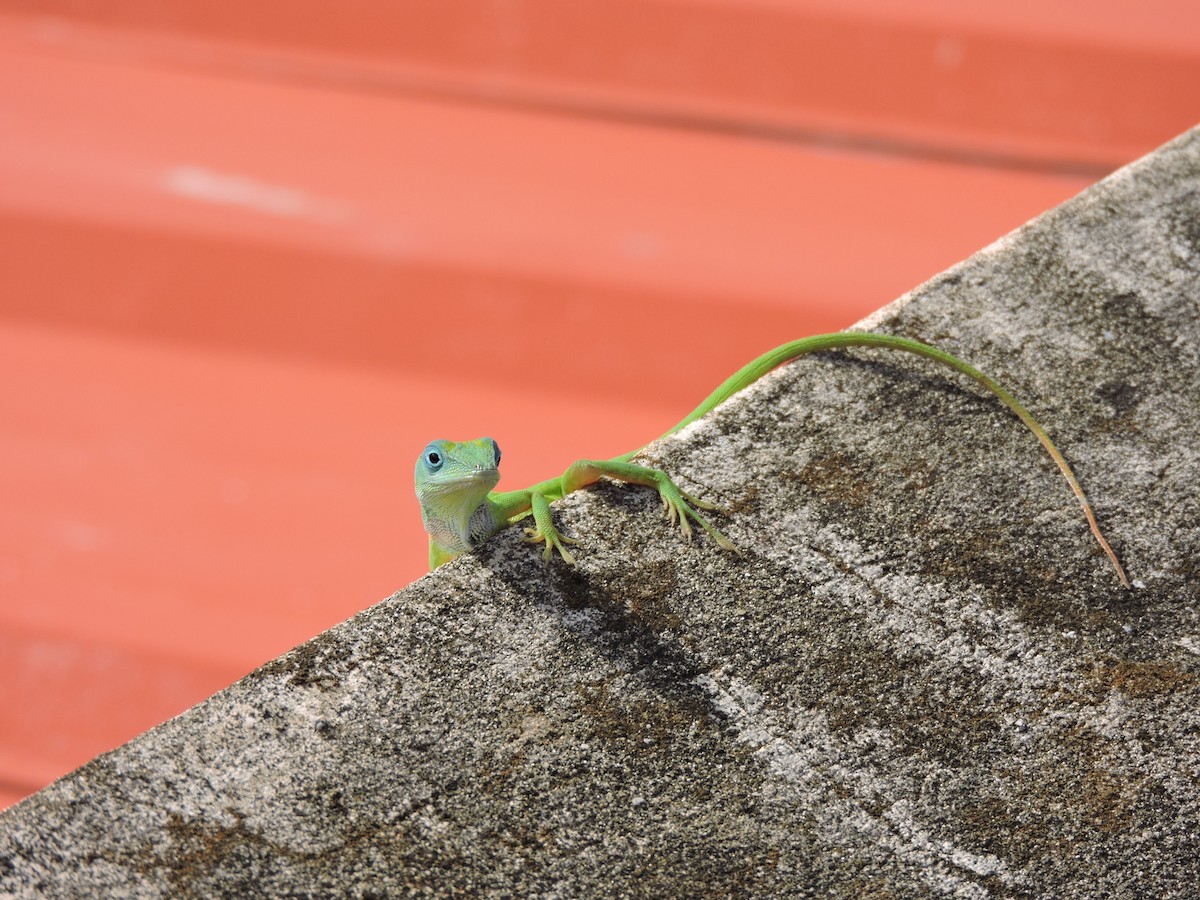 East Dominican Green Anole - ML638632999
