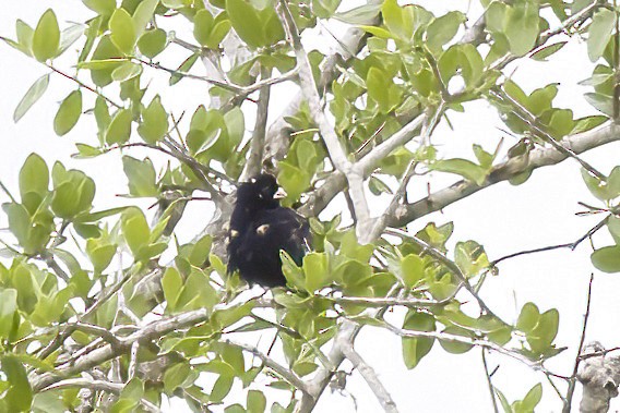 Purple Indigobird - ML638633008